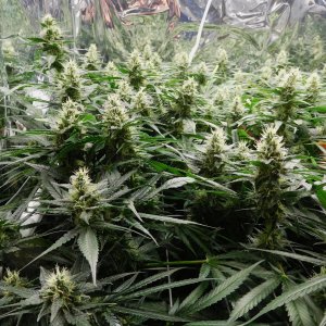 CG Day 40 flower (3).JPG