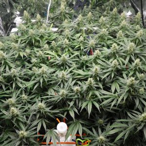 CG Day 41 flower (5).JPG