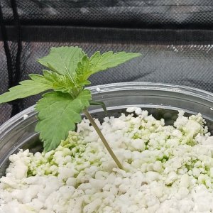 Gelato 25 Oct 2023.jpg