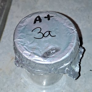 Mushroom jar A+ Albino 3A 22.jpg