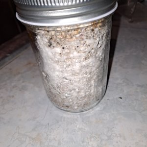 Mushroom jar A+ Albino 3A 22b.jpg