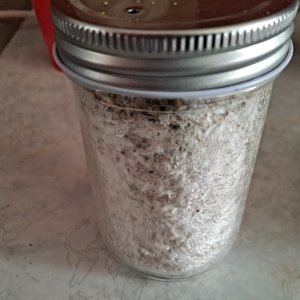 Mushroom jar A+ Albino 3A 24a.jpg