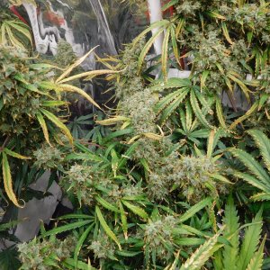 GT Day 98 flower (4).JPG