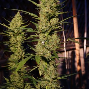 2023 Outdoor Grow Project-Gorilla Bomb Feminized #2/Week 10 of Flowering