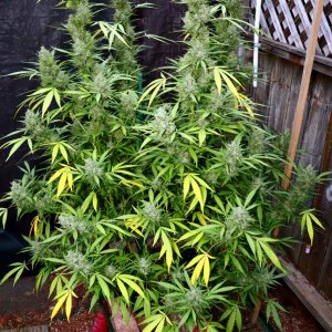 2023 Outdoor Grow Project-Gorilla Bomb Feminized #2/Week 10 of Flowering