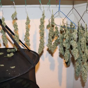 2023 Outdoor Harvest-10/20/23