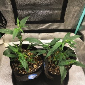 FF clone 10-28-23 soil day 17.jpg