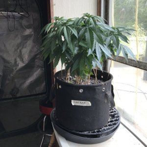 Cherry Diesel-Day 58-a.JPG