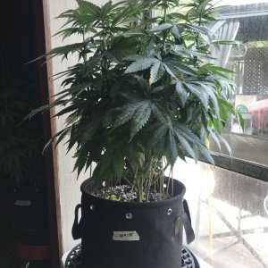 Cherry Diesel-Day 1F-c.JPG