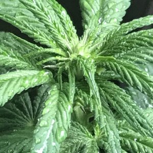 Cherry Diesel-Day 1F-e.JPG