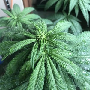 Cherry Diesel-Day 1F-f.JPG