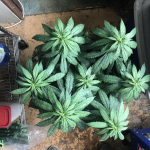 Cherry Diesel-Day 1F-h.JPG