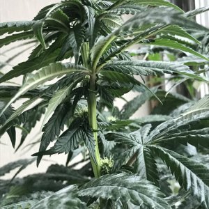 Cherry Diesel-Day 18F-j.JPG