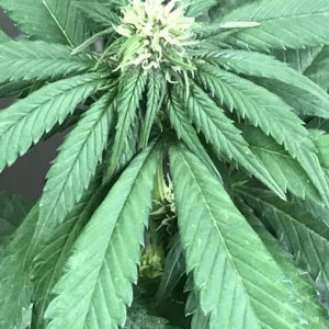 Cherry Diesel-Day 18F-k.JPG