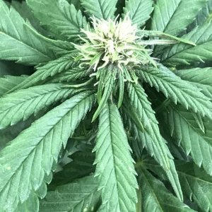 Cherry Diesel-Day 18F-l.JPG