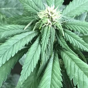 Cherry Diesel-Day 18F-m.JPG