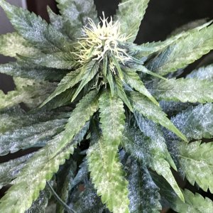 Cherry Diesel-Day 24F-p.JPG