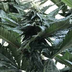 Cherry Diesel-Day 24F-q.JPG