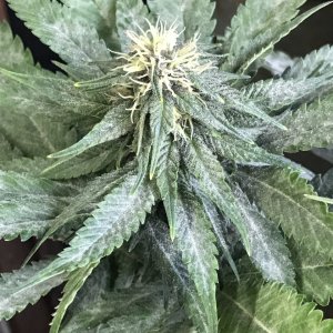 Cherry Diesel-Day 29F-v.JPG