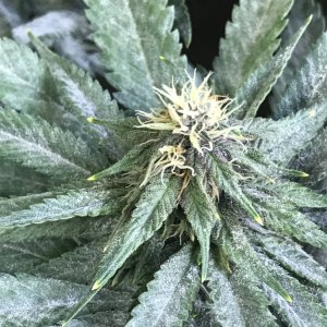 Cherry Diesel-Day 29F-w.JPG