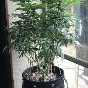 Girl Scout Cookies (Gemma)-Day 8F-k.JPG