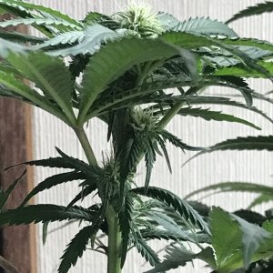 Girl Scout Cookies (Gemma)-Day 8F-l.JPG