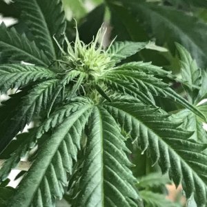 Girl Scout Cookies (Gemma)-Day 8F-m.JPG