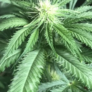 Girl Scout Cookies (Gemma)-Day 8F-p.JPG