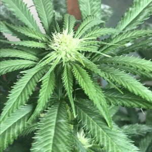 Girl Scout Cookies (Gemma)-Day 8F-q.JPG