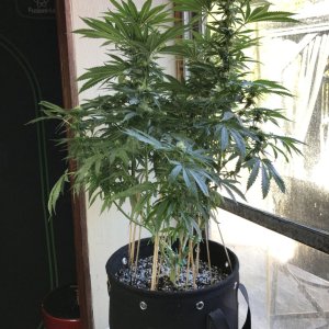 Girl Scout Cookies (Gemma)-Day 14F-r.JPG