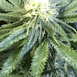 Girl Scout Cookies (Gemma)-Day 14F-u.JPG