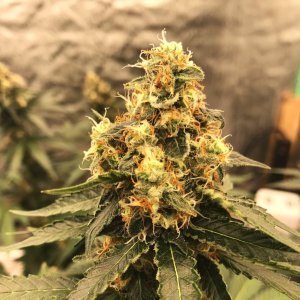 SG 10-28-23 F43 bud.jpg