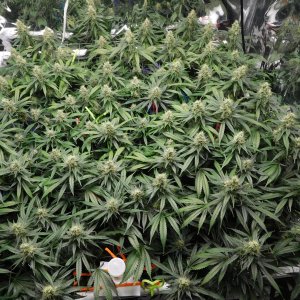 CG Day 46 flower (5).JPG