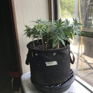 Skunk Special-Day 61-a.JPG