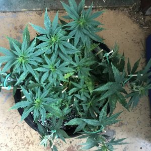 Skunk Special-Day 61-b.JPG