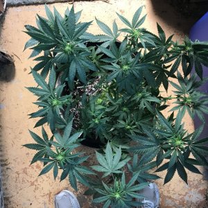 Skunk Special-Day 5F-h.JPG