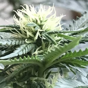 Skunk Special-Day 11F-j.JPG