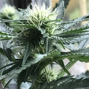 Skunk Special-Day 11F-k.JPG