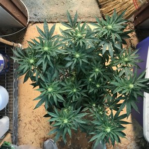 Skunk Special-Day 11F-m.JPG