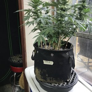 Skunk Special-Day 17F-n.JPG