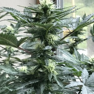 Skunk Special-Day 17F-q.JPG