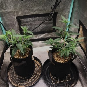 FF CLONES 10-31-23 soil day 20.jpg