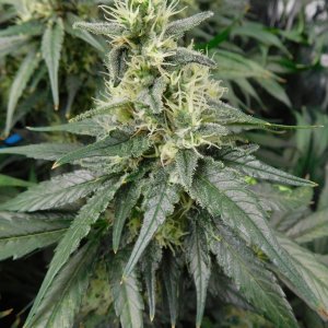 CG Day 47 flower (7).JPG