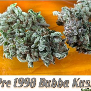 Pre 1998 Bubba Kush