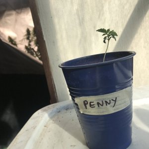 Pineapple Express (Penny)-Day 14-h.JPG