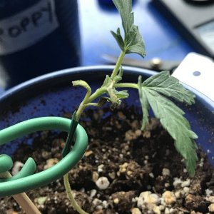 Pineapple Express (Penny)-Day 24-q.JPG