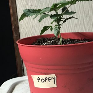 Pineapple Express (Poppy)-Day 36-y.JPG