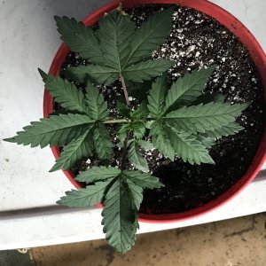 Pineapple Express (Poppy)-Day 36-z.JPG