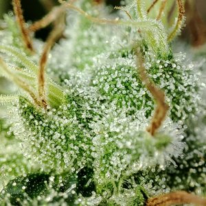 WW_trichomes1.jpg