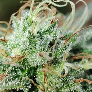 WW_trichomes2.jpg